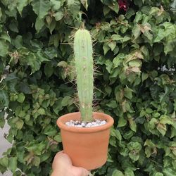 Cactus Plant