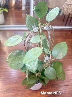 Hoya Verticillata Silver Heart