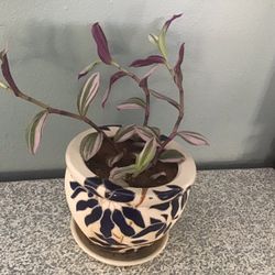 Plant