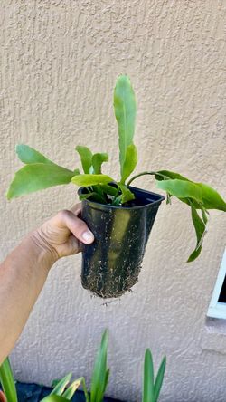 Midnight lady Plant in Nursery Pot