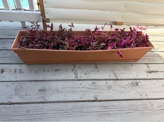 Flowers with pot, L36, W 8, H 6,5 inches
