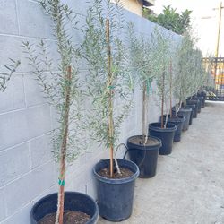 Fruitless olive trees 6ft Landscape Plants Ferns succulents palms grass pots