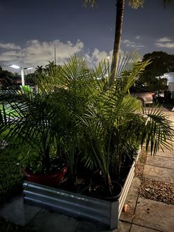 Majesty palm
