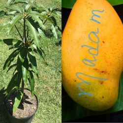 Madam Francis Haitian Mango Grafted Trees 