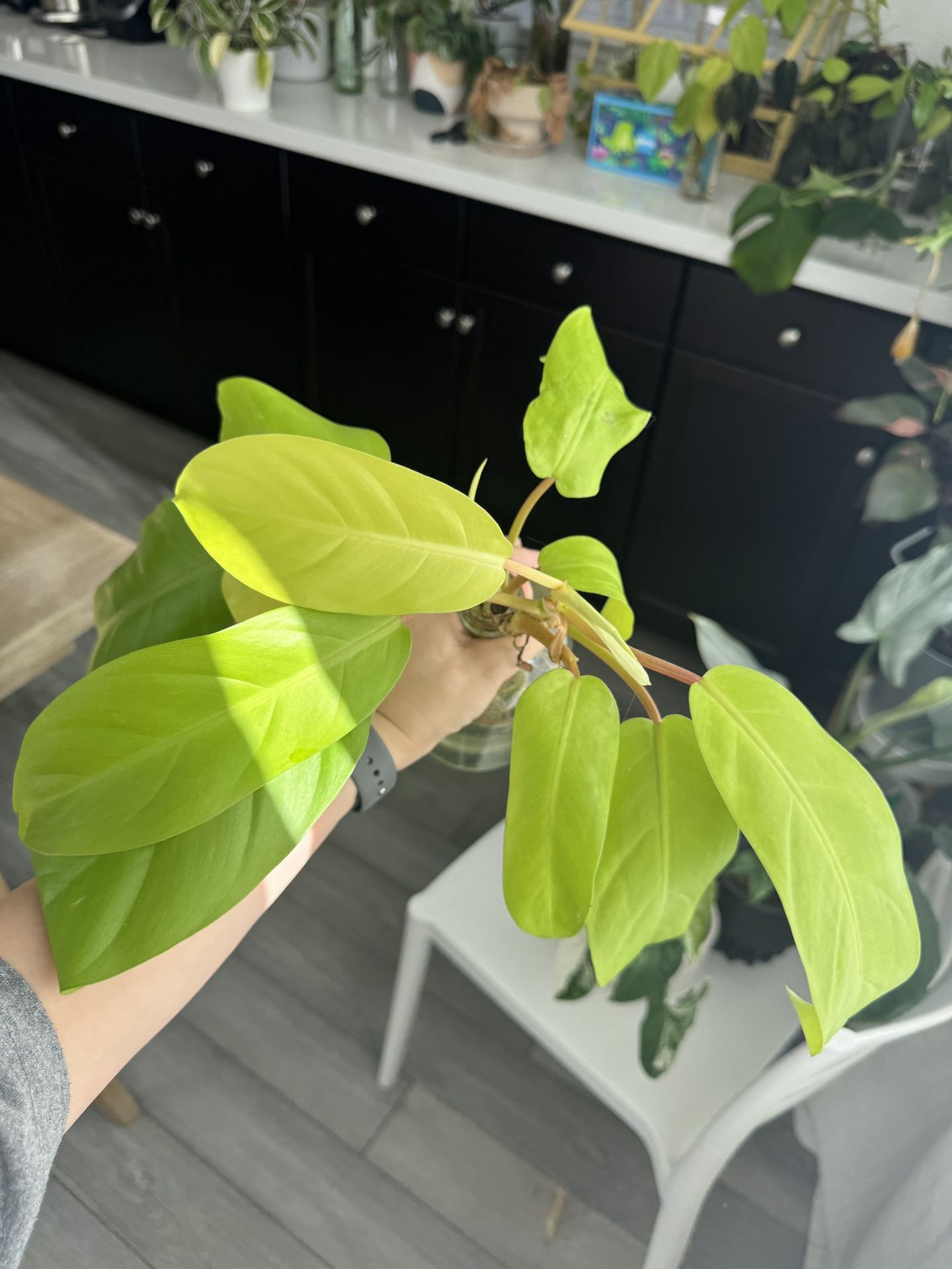 🌿 Philodendron Malay Gold – Bright, Easy, and Gorgeous! 🌿