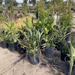 Birds Of Paradise Plants