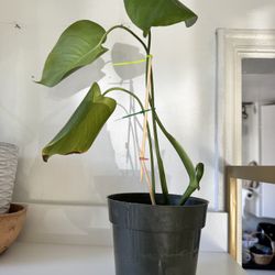 Monstera  Plant 
