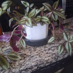 Planta Natural