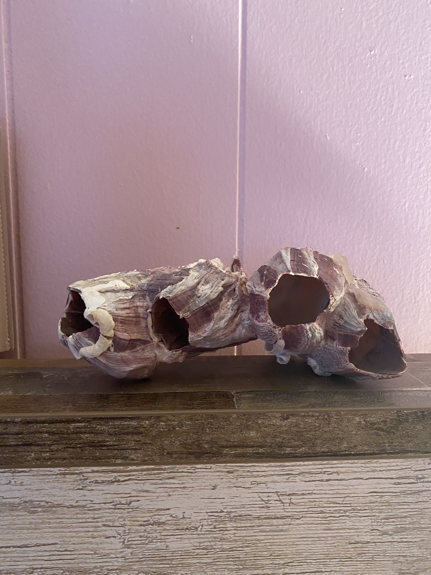Large Purple Barnacle