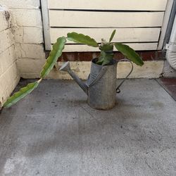 Dragon Fruit Plant in Galvanized Watering Can
