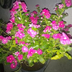Plantas