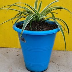 Variegated Spider Plants 