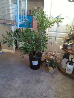 Large Fishtail Palm