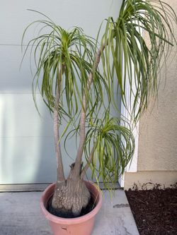 Ponytail Plant