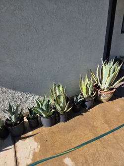 Potted Agave Plants – Various Sizes