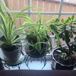 Spiders Plant 