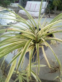 Small Spider Plant 🌿 Easy Care • Air Freshening • Pet Safe
Planta Cinta Pequeña 🌿 Fácil