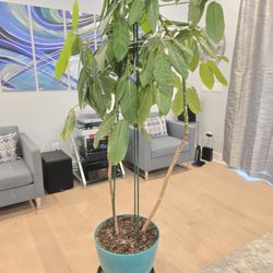 7 Foot Schefflera Houseplant