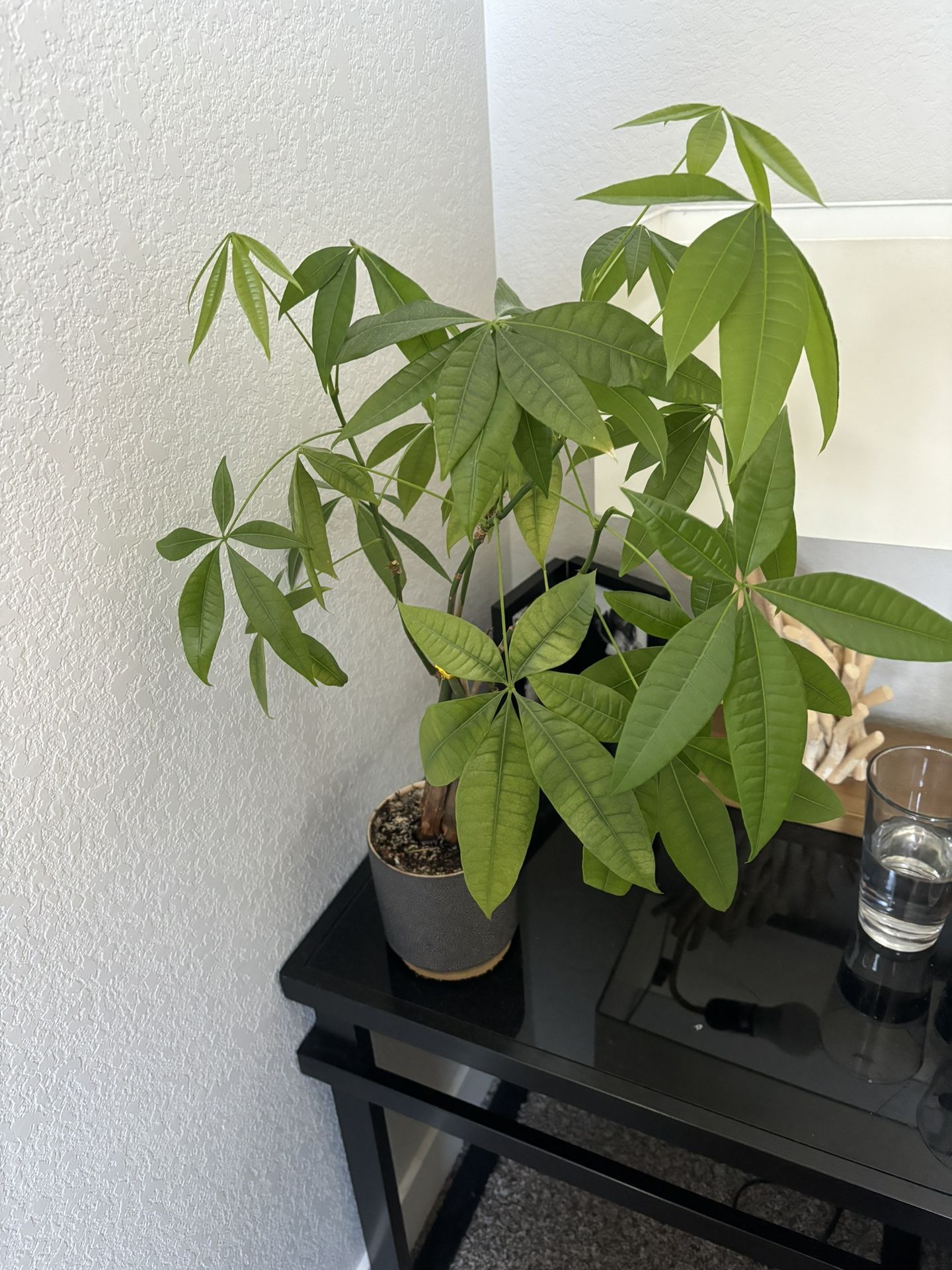Money Tree Plant With Ceramic Pot