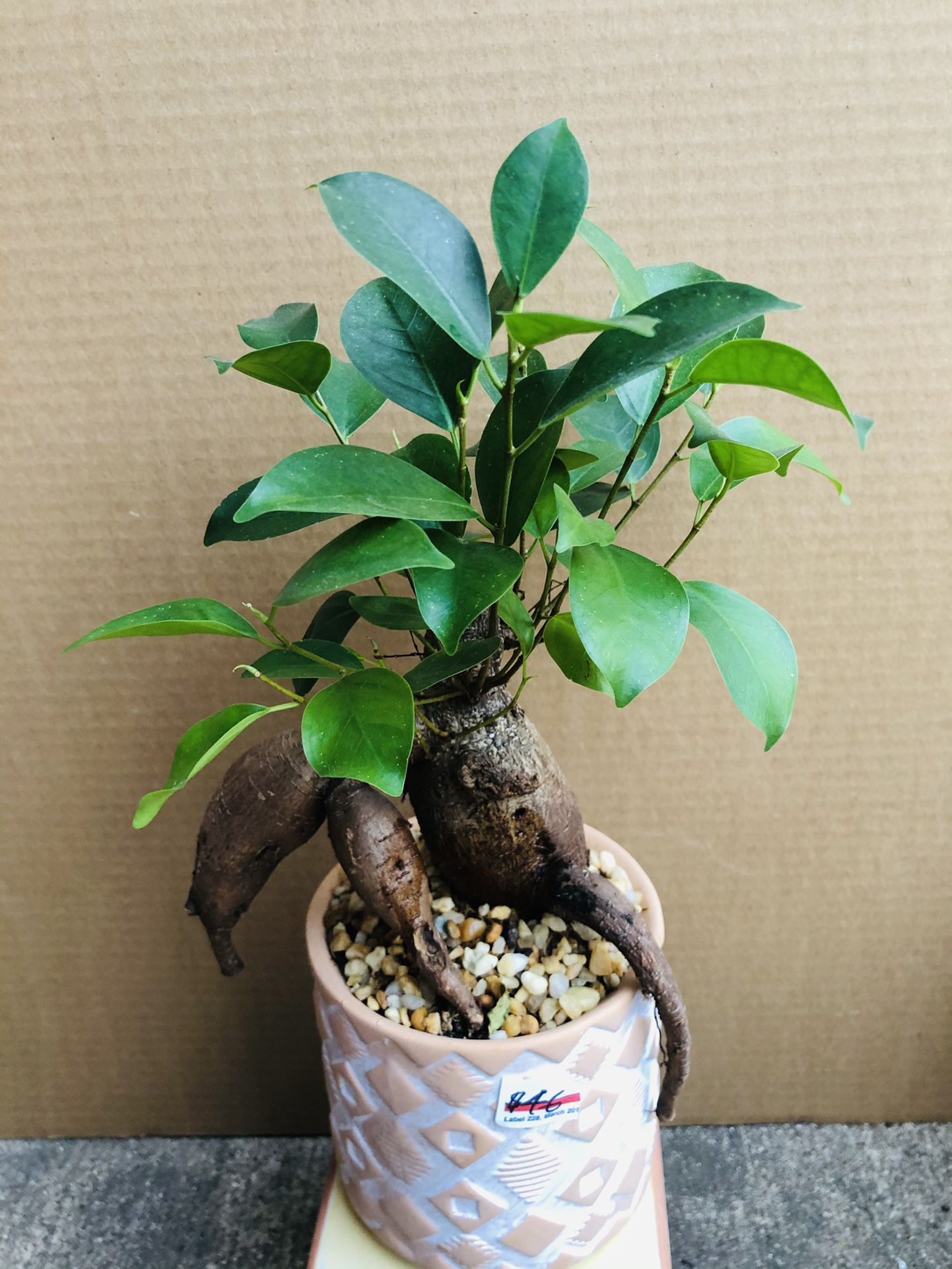 Bonsai Indoor Plant Available 1 Small And 1 Bigger Size 