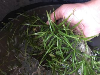 Dwarf sag Aquatium plant