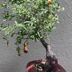 Bonsai Plants $50 Each