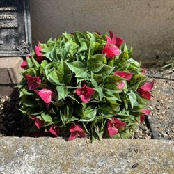 Fake Plant Balls From Qvc 12”  30.00 For The Pair 