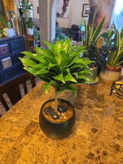 1.5 ft tall Dracena plant in new 7.5in pot with polished stones
