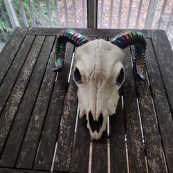 Rainbow Horn Skull