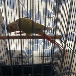 Green Cheek Conure Birb