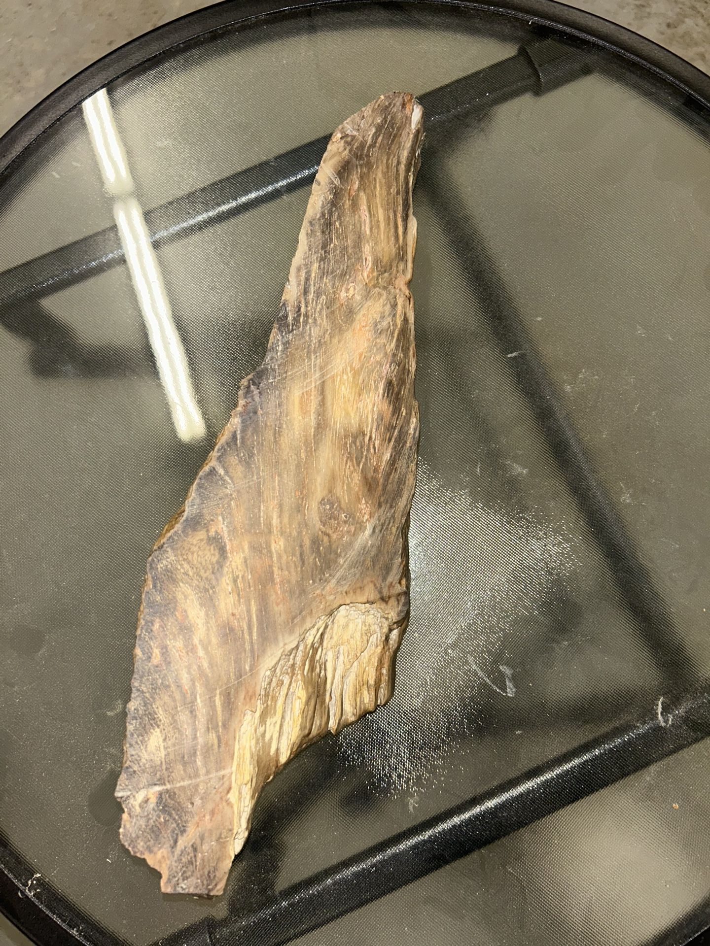 Small Petrified Wood Piece 🪨