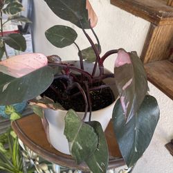 Princes Plant
