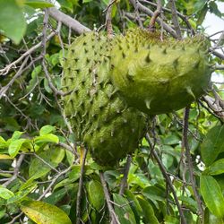 Guanoabana Soursop Fruit 