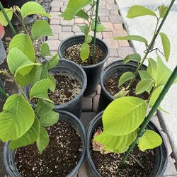 Very Healthy Atemoya Fruit Tree Plant 