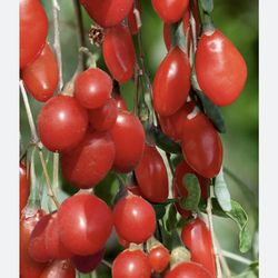 Gogi plant