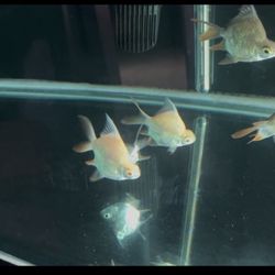 Aquarium Light!!!!!!