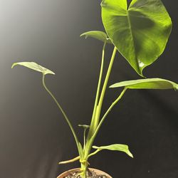 Swiss Cheese Plant 