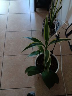 Orquidia y planta de sombra