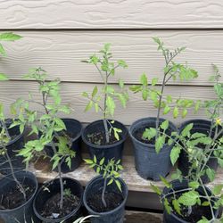 Tomato Cherry 