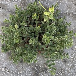 Variegated Sun Rose Succulent