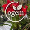 Ogem  plants 
