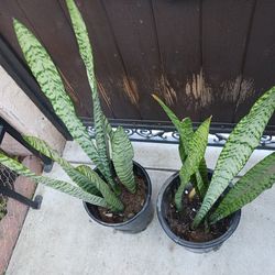 Lengua de suegra or snake plant