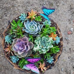 Valentine's Arrangements