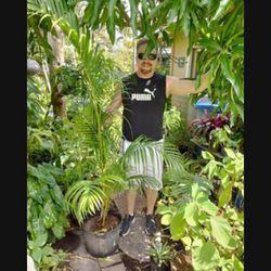 Large Areca Palm Landscape Plant Potted Plant