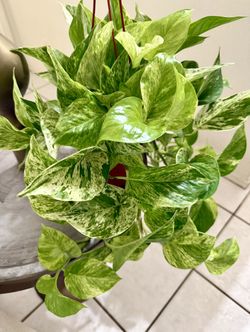 🌿Super FULL,Gorgeous,Very Healthy ♥️MARBLE QUEEN🙏PLS READ DESCRIPTION