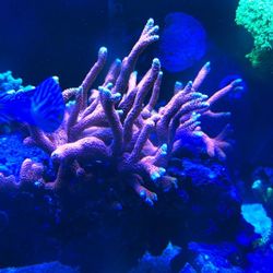Bubblegum Digi Coral Colony