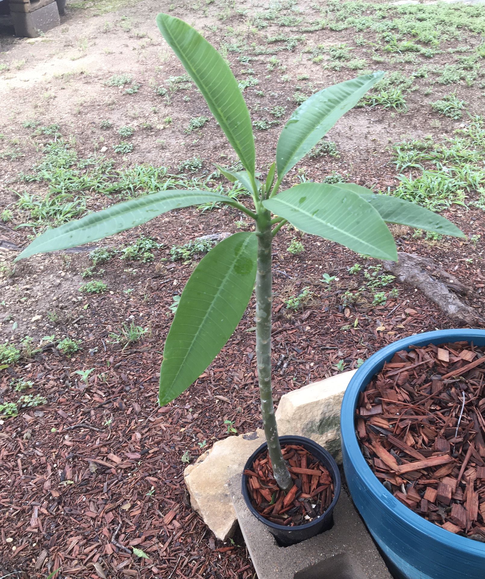 Plumeria Tree