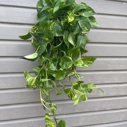 6” golden pothos