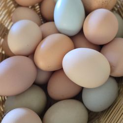 Huevo Organivos Eggs Por Docena