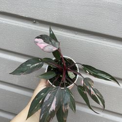 4” Philodendron Pink Princess
